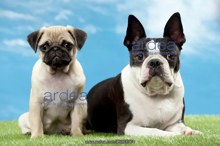 : Dog Pug Puppy : Dog Pug Puppy
