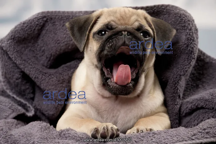 : Dog Pug Puppy : Dog Pug Puppy