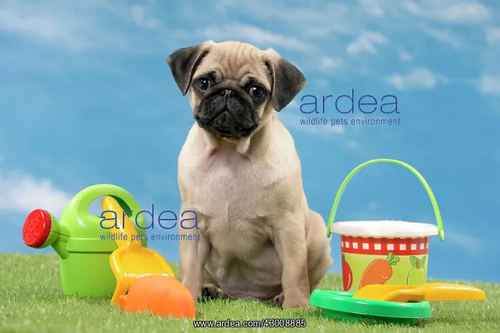  : Dog Pug Puppy