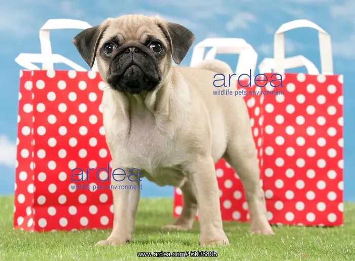  : Dog Pug Puppy