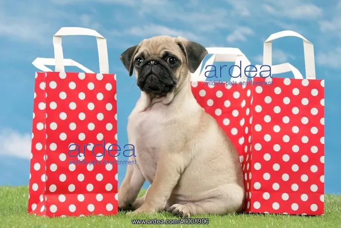  : Dog Pug Puppy