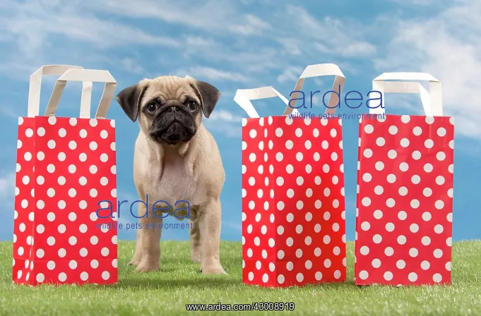  : Dog Pug Puppy