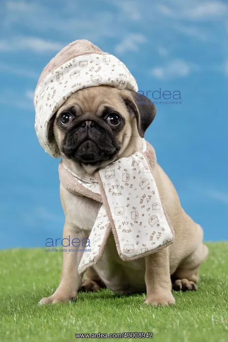 : Dog Pug puppy : Dog Pug puppy