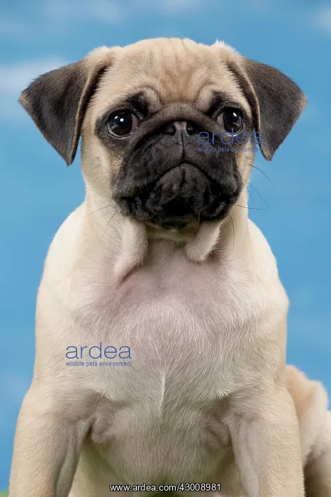  : Dog Pug Puppy