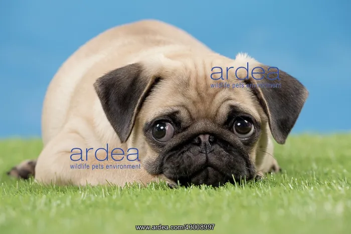  : Dog Pug Puppy