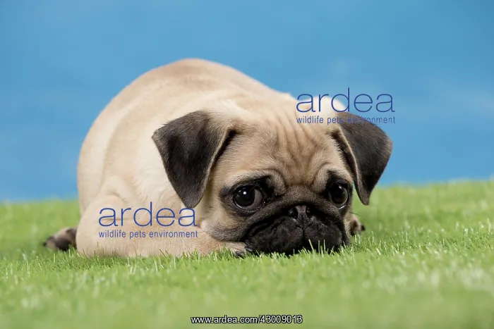  : Dog Pug Puppy