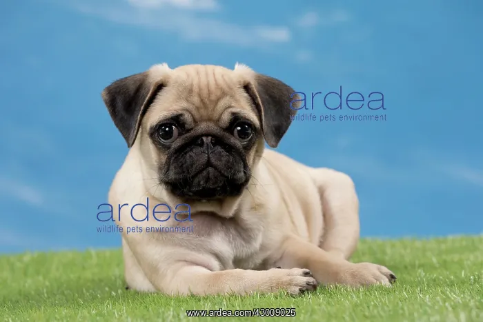  : Dog Pug Puppy