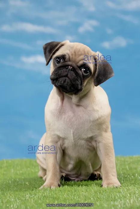  : Dog Pug Puppy