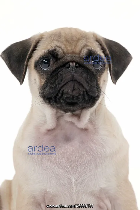  : Dog Pug Puppy