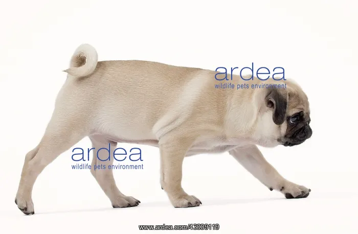  : Dog Pug Puppy