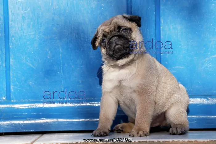  : Dog Pug puppy