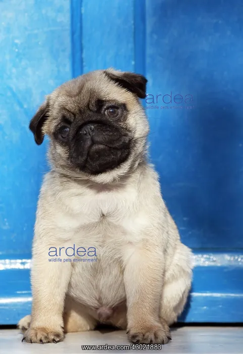  : Dog Pug puppy