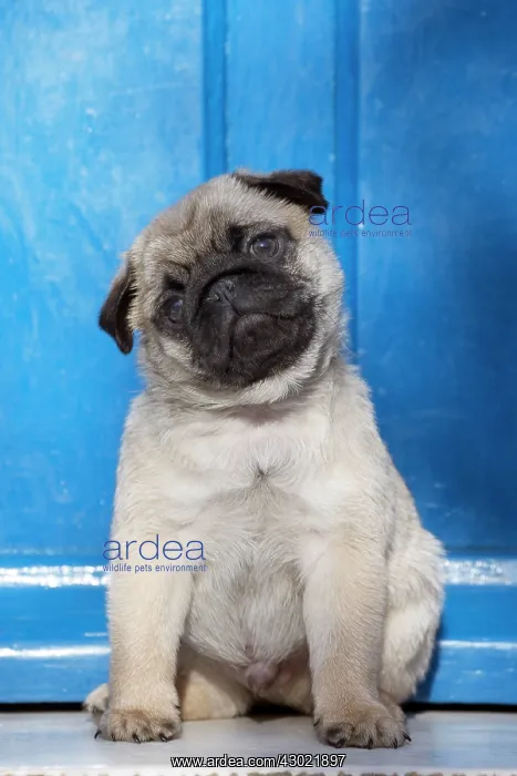  : Dog Pug puppy