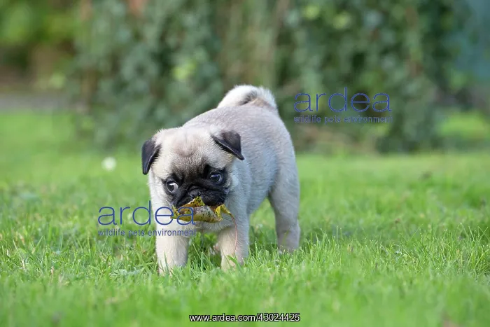  : Dog Pug puppy