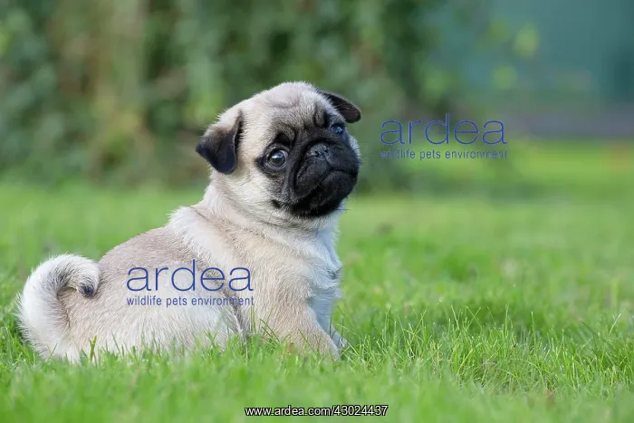  : Dog Pug puppy
