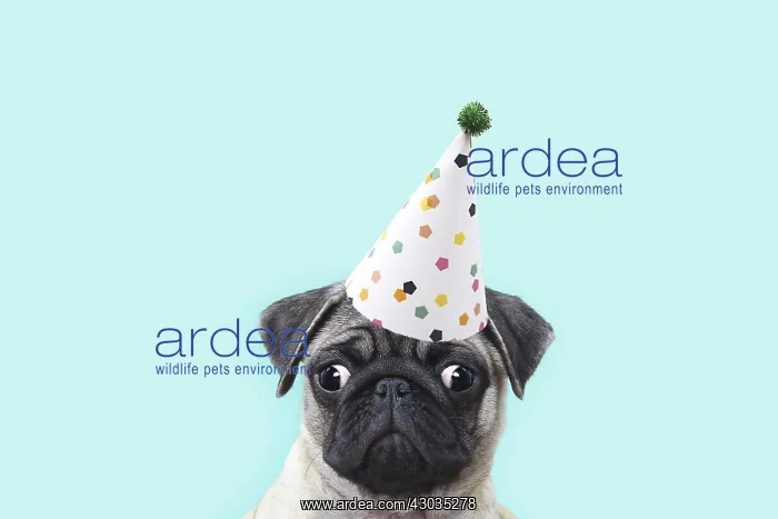 : Dog - Pug puppy : Dog - Pug puppy