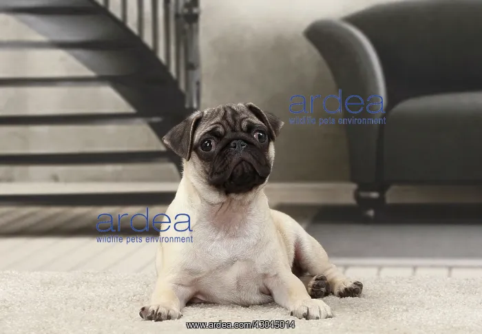  : Dog Pug puppy