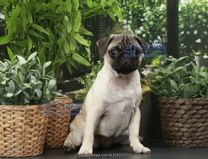  : Dog Pug puppy