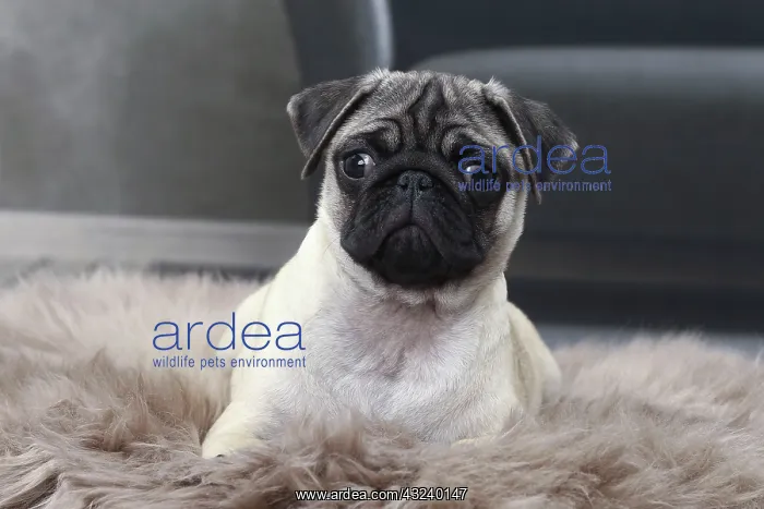  : Dog Pug puppy