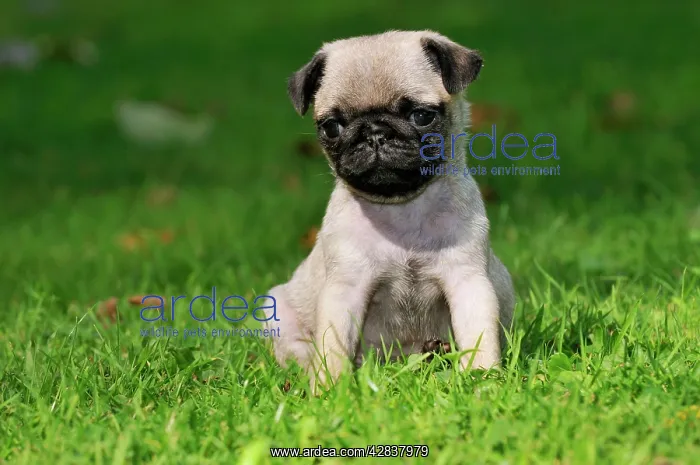 : DOG. Pug puppy ( 6 wks old ) : DOG. Pug puppy ( 6 wks old )