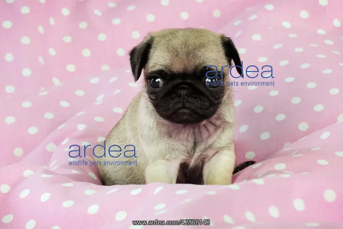 : DOG. Pug puppy ( 6 wks old ) : DOG. Pug puppy ( 6 wks old )