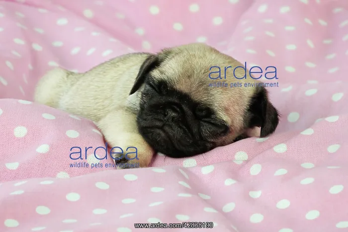 : DOG. Pug puppy ( 6 wks old ) : DOG. Pug puppy ( 6 wks old )