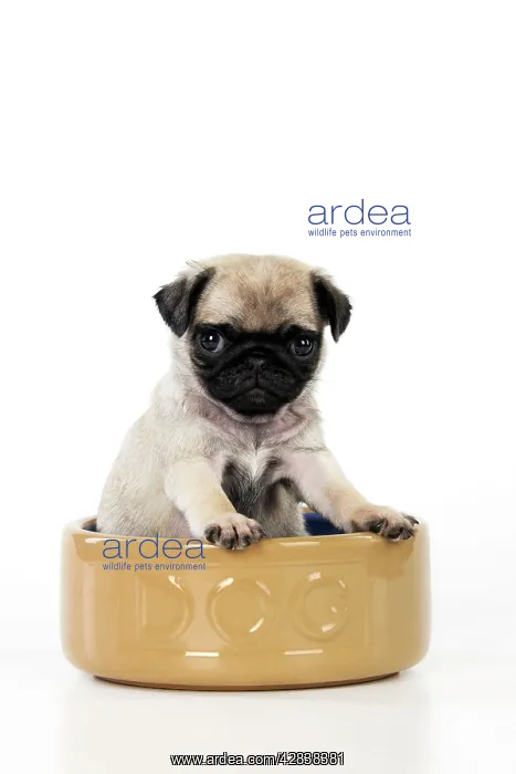 : DOG. Pug puppy ( 6 wks old ) in a large dog bowl : DOG. Pug puppy ( 6 wks old ) in a large dog bowl