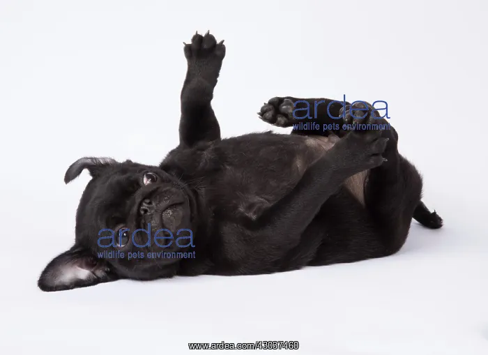 : DOG. Pug puppy about 8 weeks old on its back : DOG. Pug puppy about 8 weeks old on its back