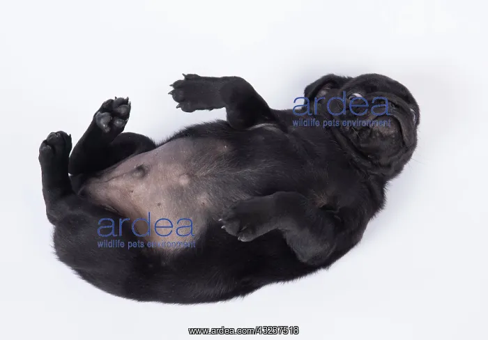: DOG. Pug puppy about 8 weeks old on its back : DOG. Pug puppy about 8 weeks old on its back