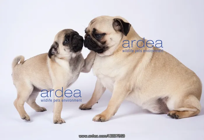 : DOG. Pug puppy about 8 weeks old, with an adult : DOG. Pug puppy about 8 weeks old, with an adult
