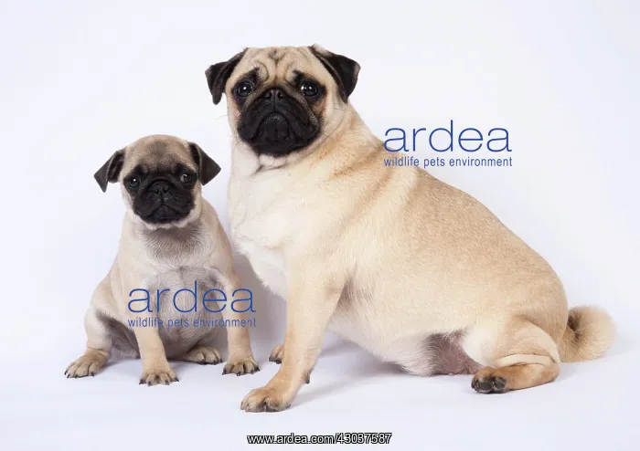 : DOG. Pug puppy about 8 weeks old, with an adult : DOG. Pug puppy about 8 weeks old, with an adult