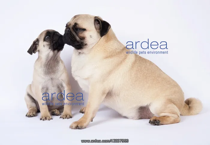 : DOG. Pug puppy about 8 weeks old, with an adult : DOG. Pug puppy about 8 weeks old, with an adult