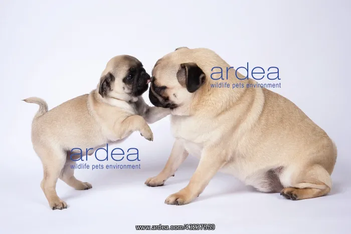 : DOG. Pug puppy about 8 weeks old, with an adult : DOG. Pug puppy about 8 weeks old, with an adult
