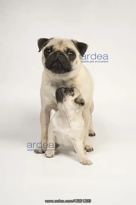 : DOG. Pug puppy ( 8 weeks old ) in adult dog : DOG. Pug puppy ( 8 weeks old ) in adult dog