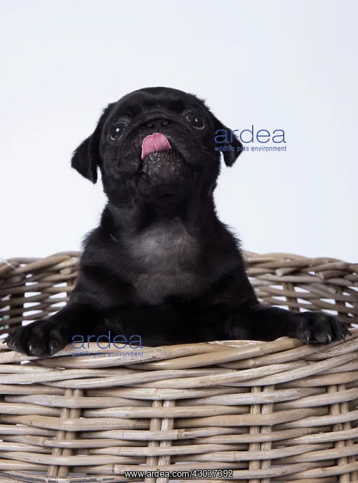 : DOG. Pug puppy about 8 weeks old in a basket with its t : DOG. Pug puppy about 8 weeks old in a basket with its t