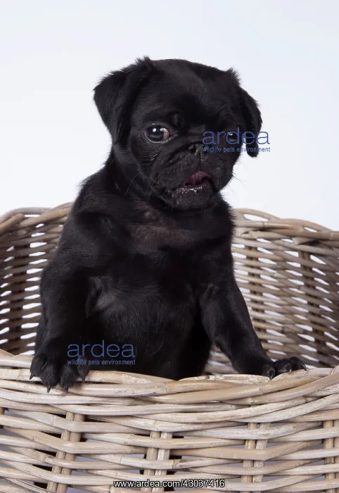 : DOG. Pug puppy about 8 weeks old in a basket with its t : DOG. Pug puppy about 8 weeks old in a basket with its t