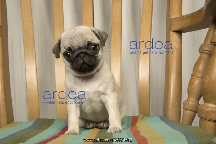  : DOG. Pug puppy ( 8 weeks old ) in a chair