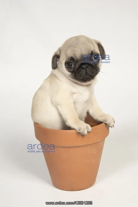 : DOG. Pug puppy ( 8 weeks old ) in a flower pot : DOG. Pug puppy ( 8 weeks old ) in a flower pot