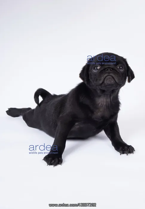 : DOG. Pug puppy about 8 weeks old laying down : DOG. Pug puppy about 8 weeks old laying down