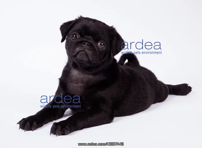 : DOG. Pug puppy about 8 weeks old laying down : DOG. Pug puppy about 8 weeks old laying down
