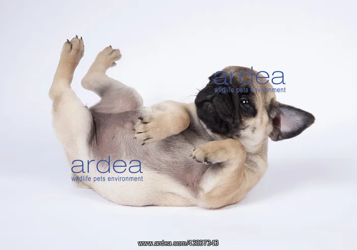 : DOG. Pug puppy about 8 weeks old rolling : DOG. Pug puppy about 8 weeks old rolling