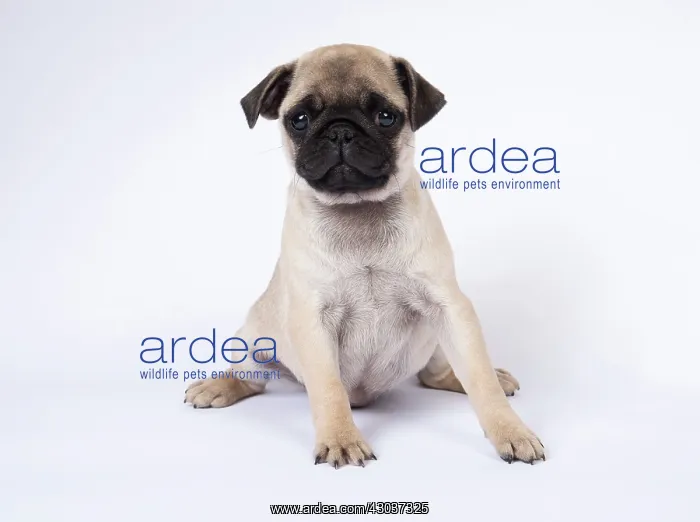 : DOG. Pug puppy about 8 weeks old sitting : DOG. Pug puppy about 8 weeks old sitting