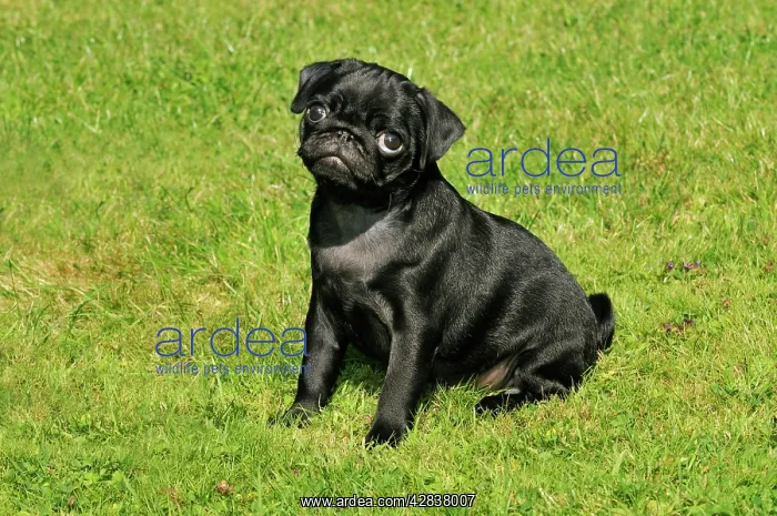 : DOG. Pug puppy ( 8 wks old ) : DOG. Pug puppy ( 8 wks old )