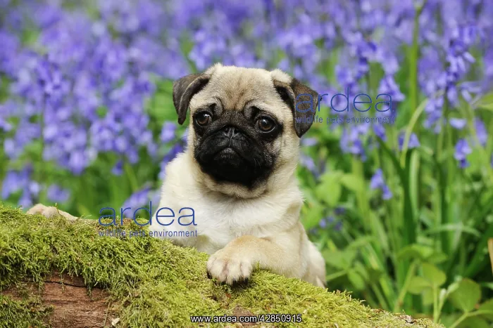 : DOG. Pug puppy in bluebells : DOG. Pug puppy in bluebells
