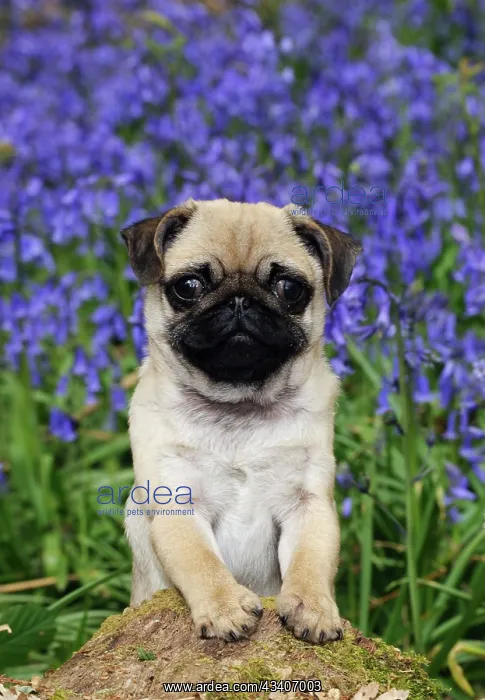 : DOG. Pug puppy in bluebells : DOG. Pug puppy in bluebells