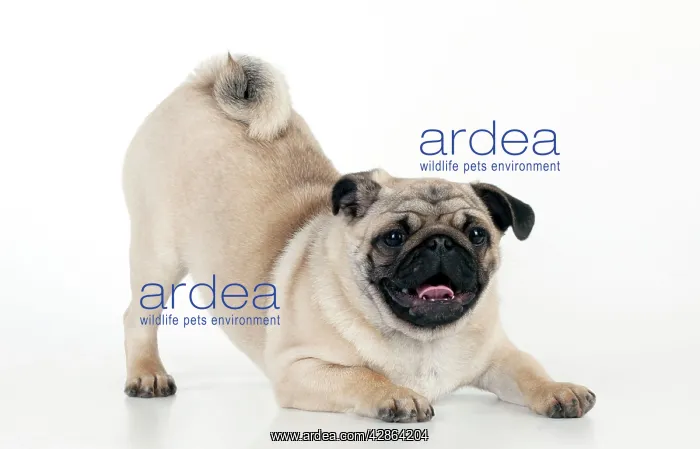  : DOG - Pug puppy crouching on front paws - play bow