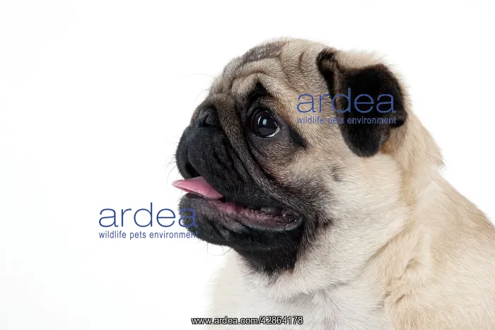  : DOG - Pug puppy (head shot)