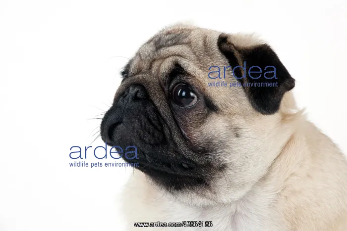 : DOG - Pug puppy (head shot) : DOG - Pug puppy (head shot)