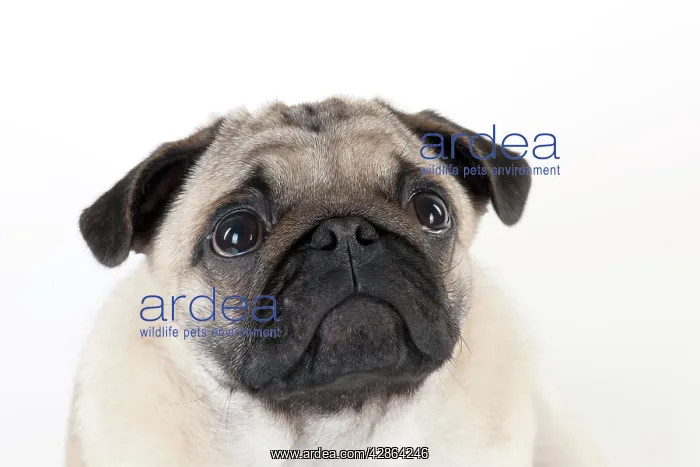 : DOG - Pug puppy (head shot) : DOG - Pug puppy (head shot)