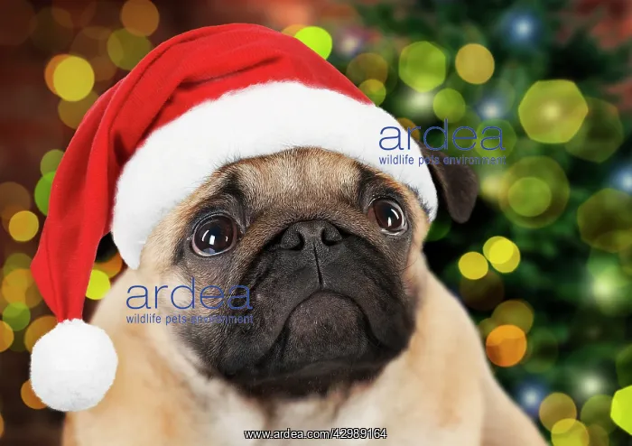  : DOG - Pug puppy (head shot) wearing Christmas hat - in Chris
